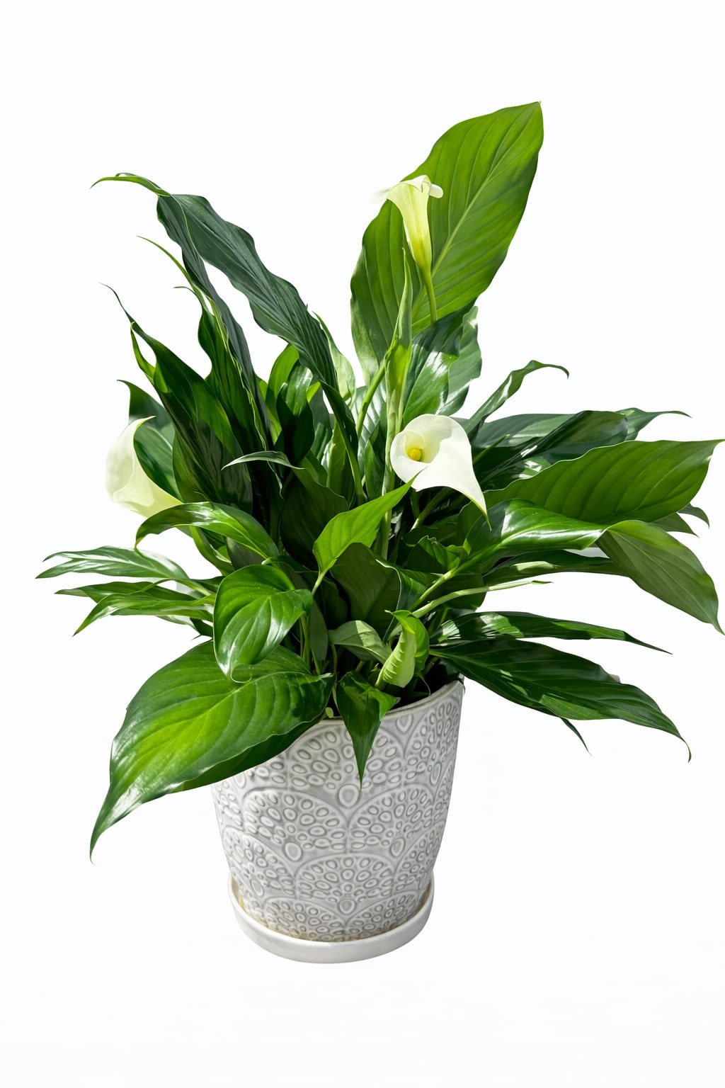 Peace lily plant - Offer unspoken words of comfort, hope and peace. . Dark green  leaves offer a calm background for the white candle-like blooms of this easy to care for plant. Send as a tribute, and a silent expression of your sympathies. 6in plant