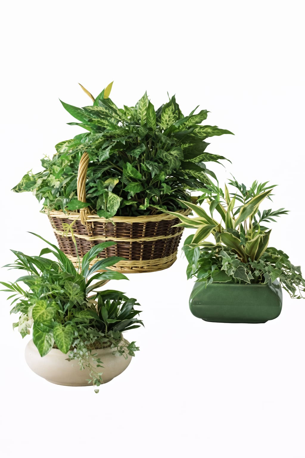 Trio of green houseplants in a wicker basket and ceramic containers