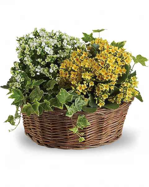Basket of yellow and white flowering plants with ivy
