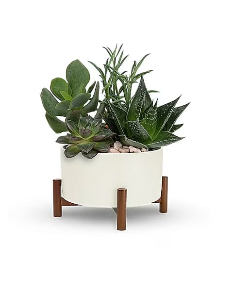 Succulent arrangement in a white planter on a wooden stand