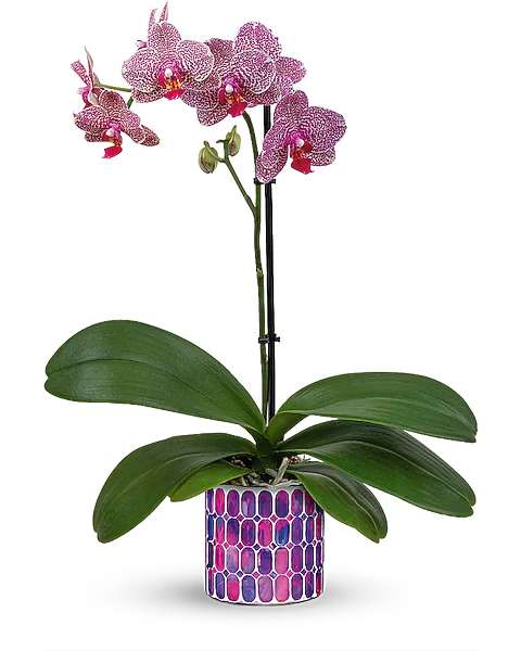 Potted pink orchid with speckled blooms in a patterned container