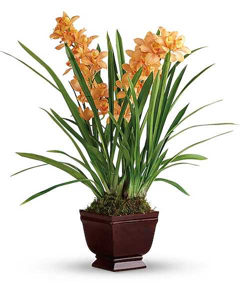 Potted orchid plant with orange blooms in a dark planter