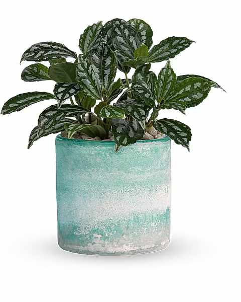 Potted plant with patterned green leaves in a turquoise glass container