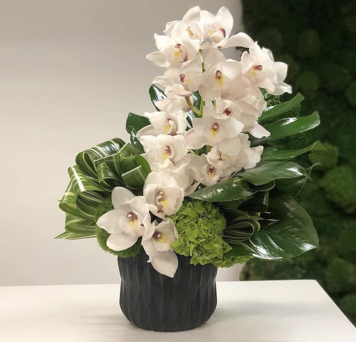 Orchid Noir - White Phalaenopsis orchids and bright green hydrangea in a sleek black vase - a polished, contemporary arrangement perfect for elegant everyday gifting or a thoughtful sympathy tribute.