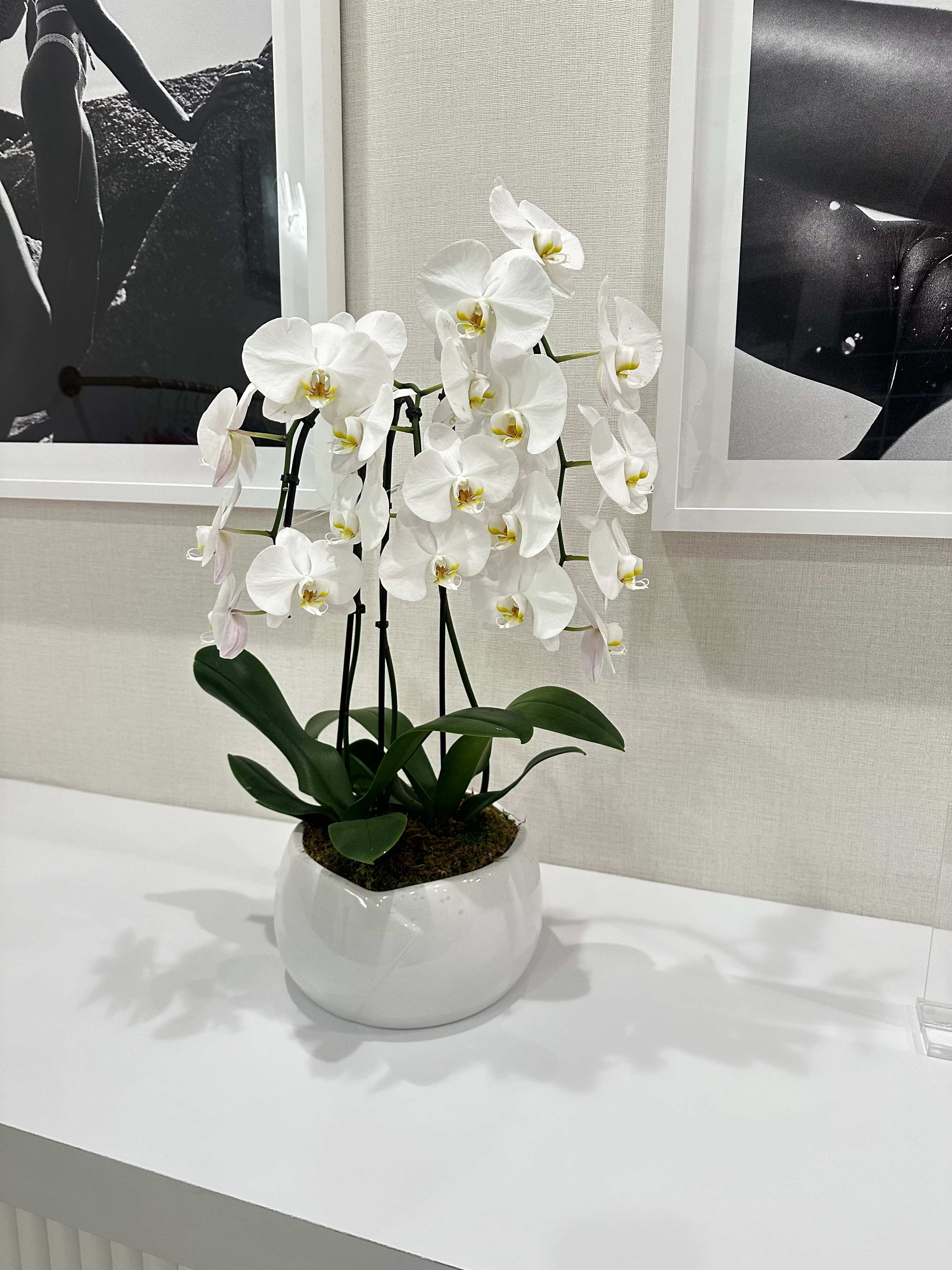 Orchid - White Phalaenopsis orchids in a white ceramic pot with lush green leaves and moss-elegant, serene centerpiece for home, office, or a refined gift.