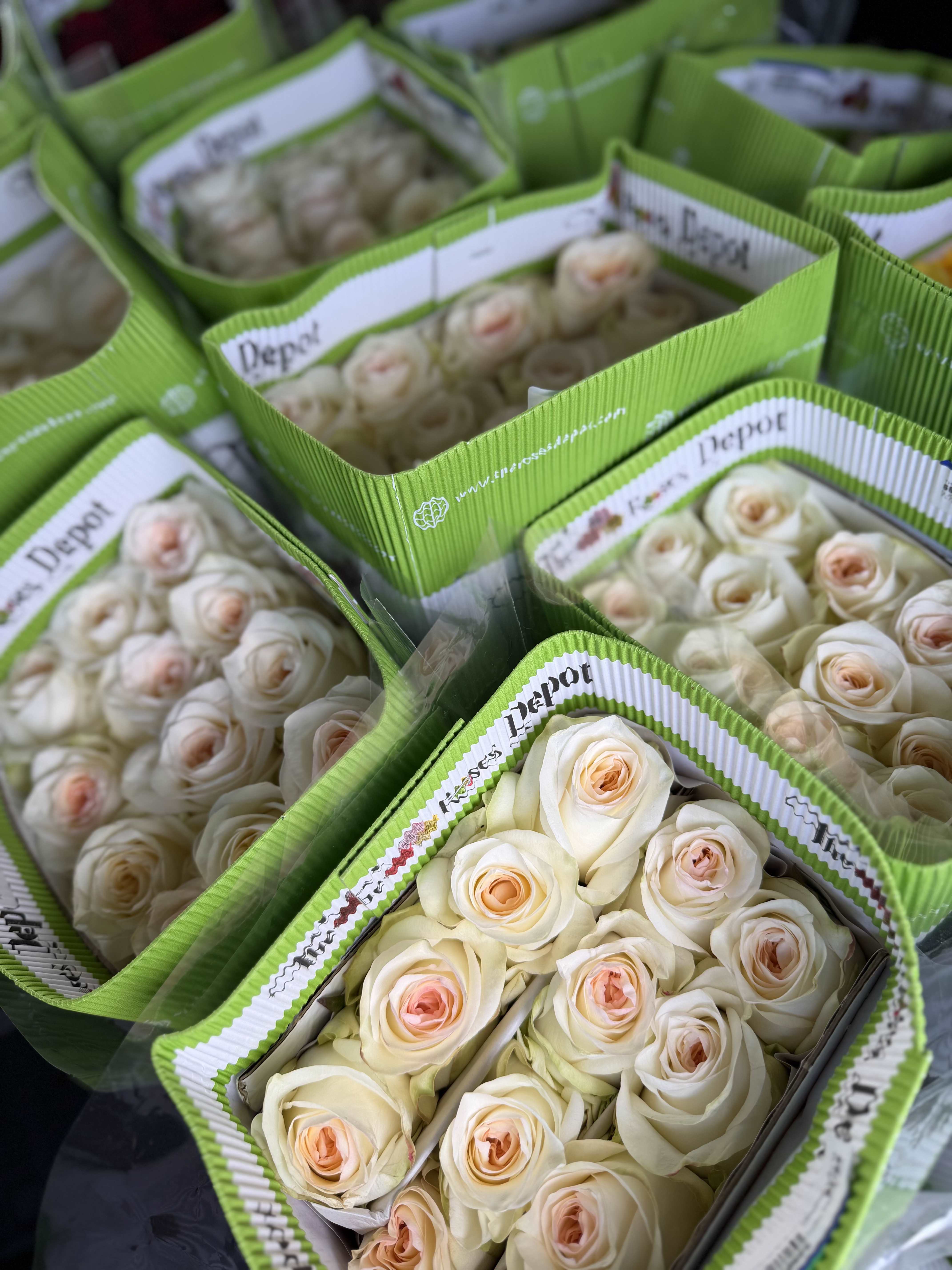 20 WHITE ROSES PACK - 20 Premium Roses, Handpicked and Imported Directly from Ecuador
