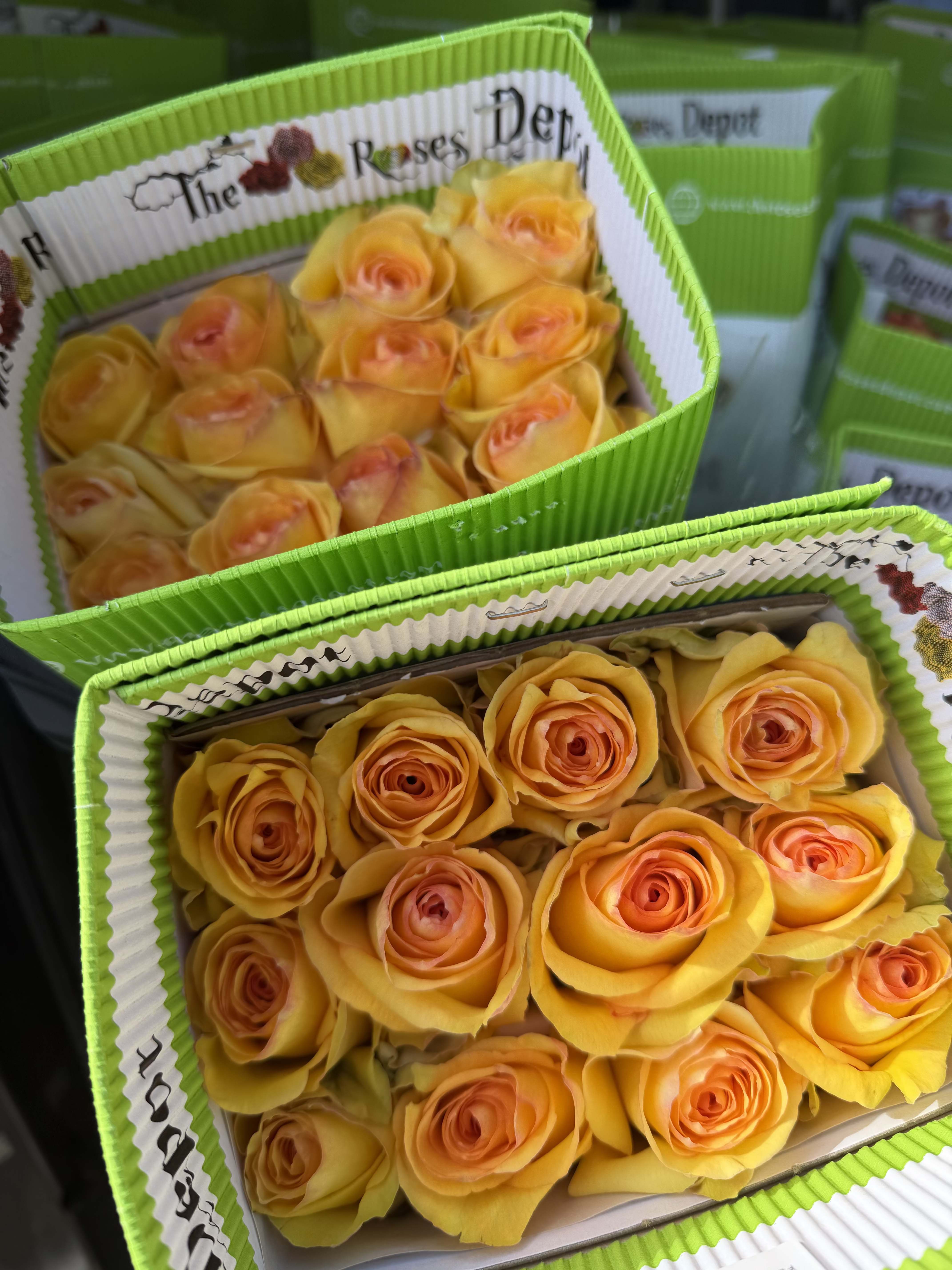 20 YELLOW ROSES PACK - 20 Premium Roses, Handpicked and Imported Directly from Ecuador