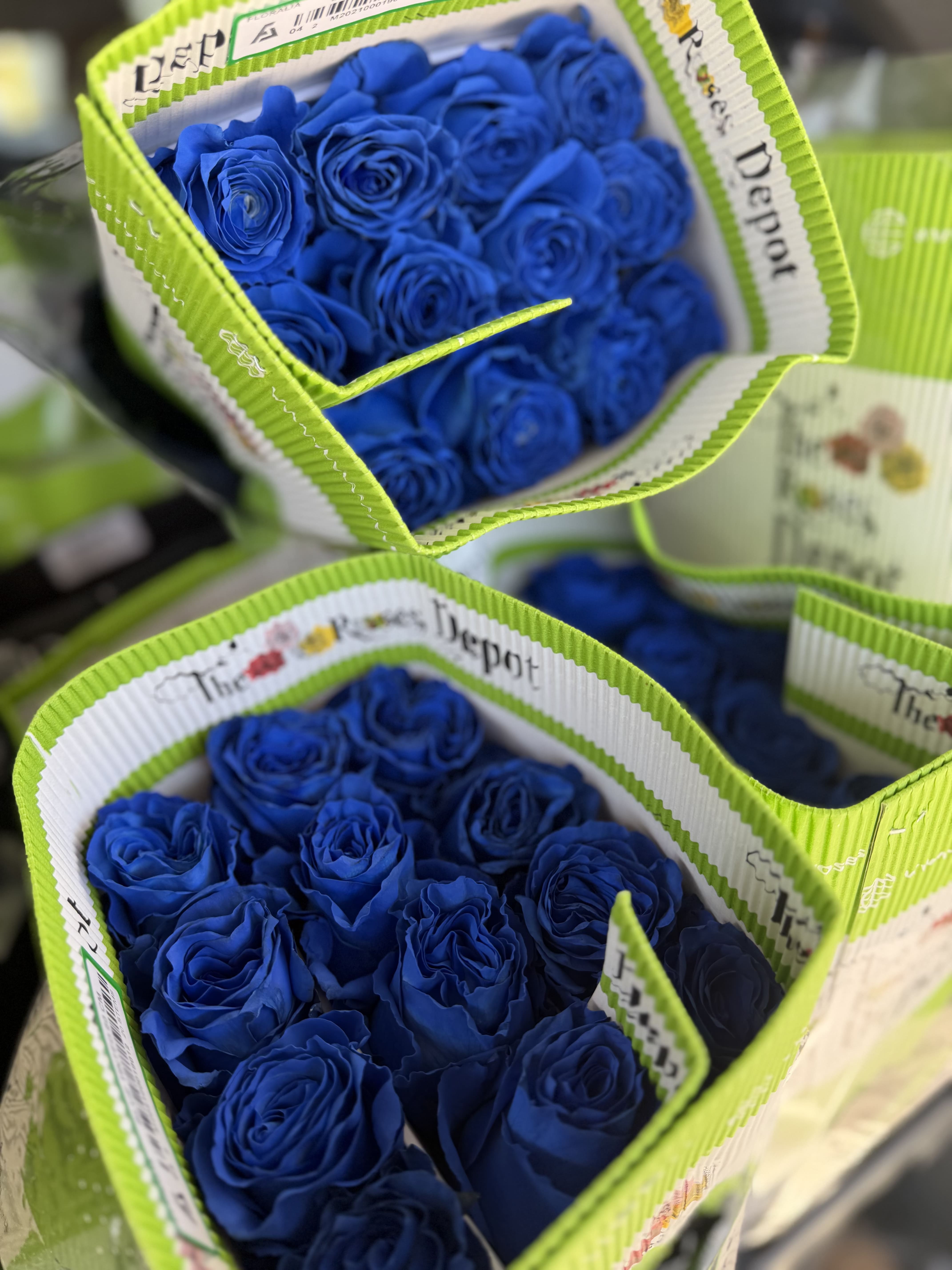 20 ROYAL BLUE ROSES PACK - 20 Premium Roses, Handpicked and Imported Directly from Ecuador