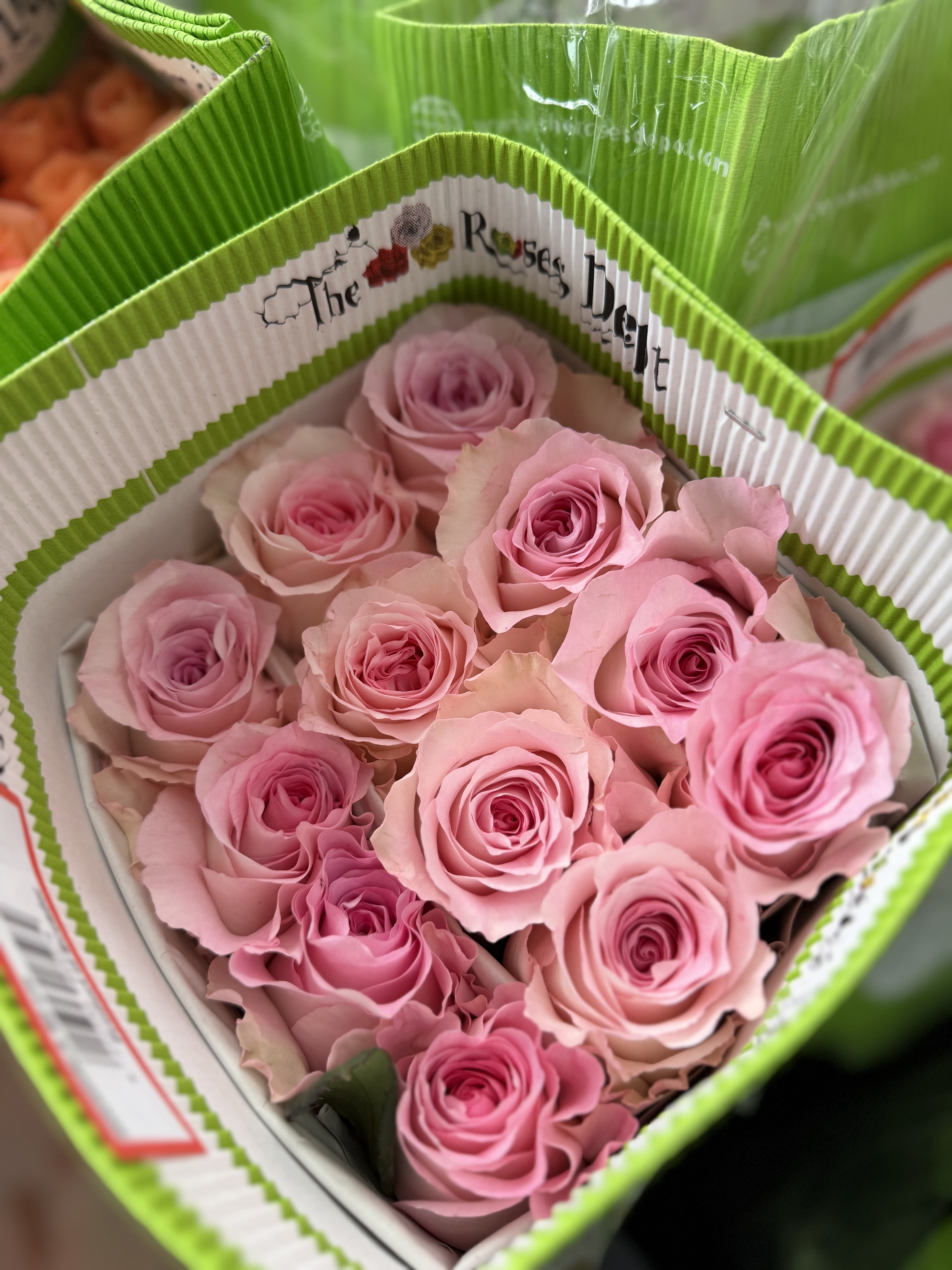 20 LIGHT PINK ROSES PACK - 20 Premium Roses, Handpicked and Imported Directly from Ecuador