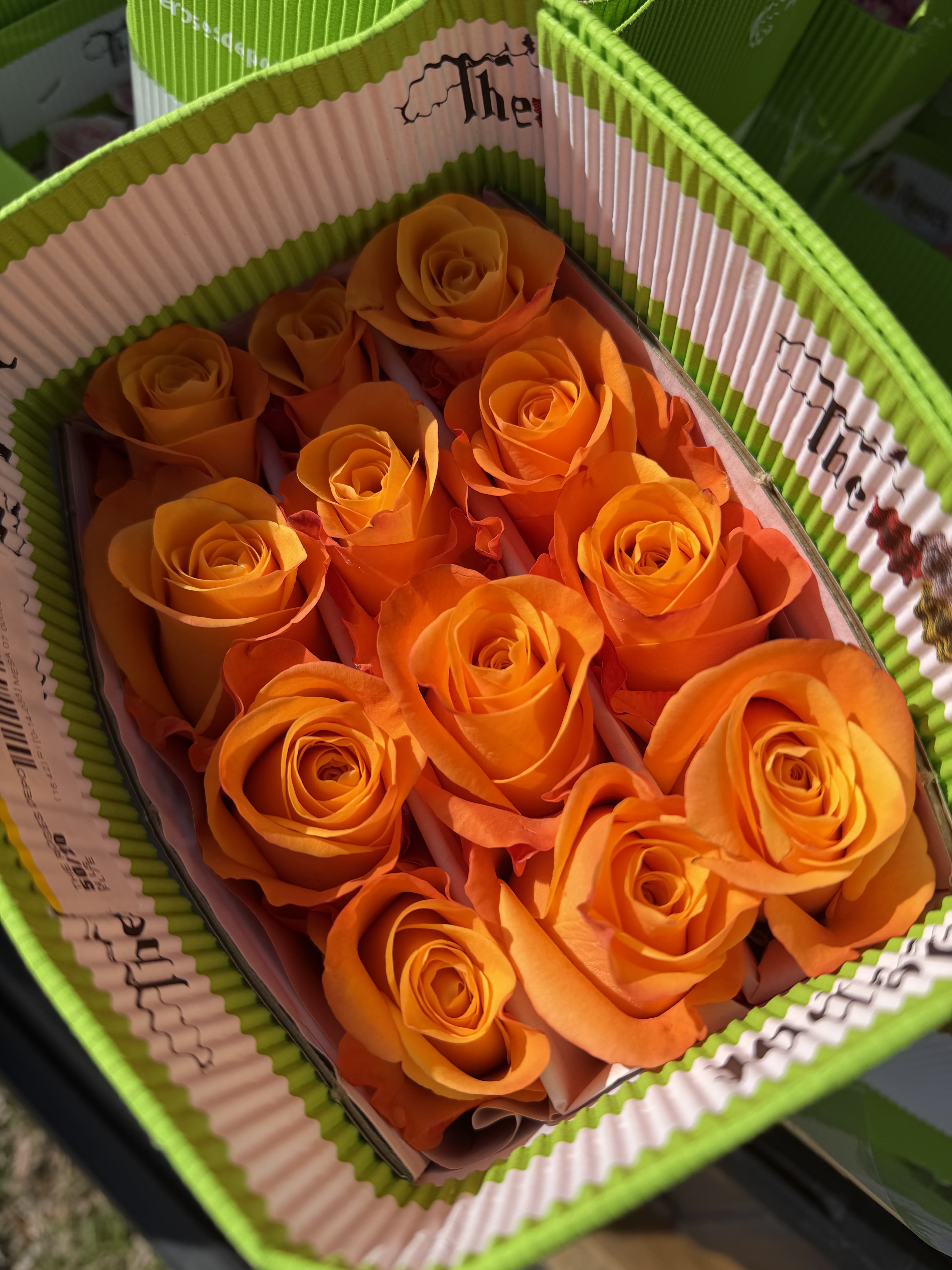 20 ORANGE ROSES PACK - 20 Premium Roses, Handpicked and Imported Directly from Ecuador