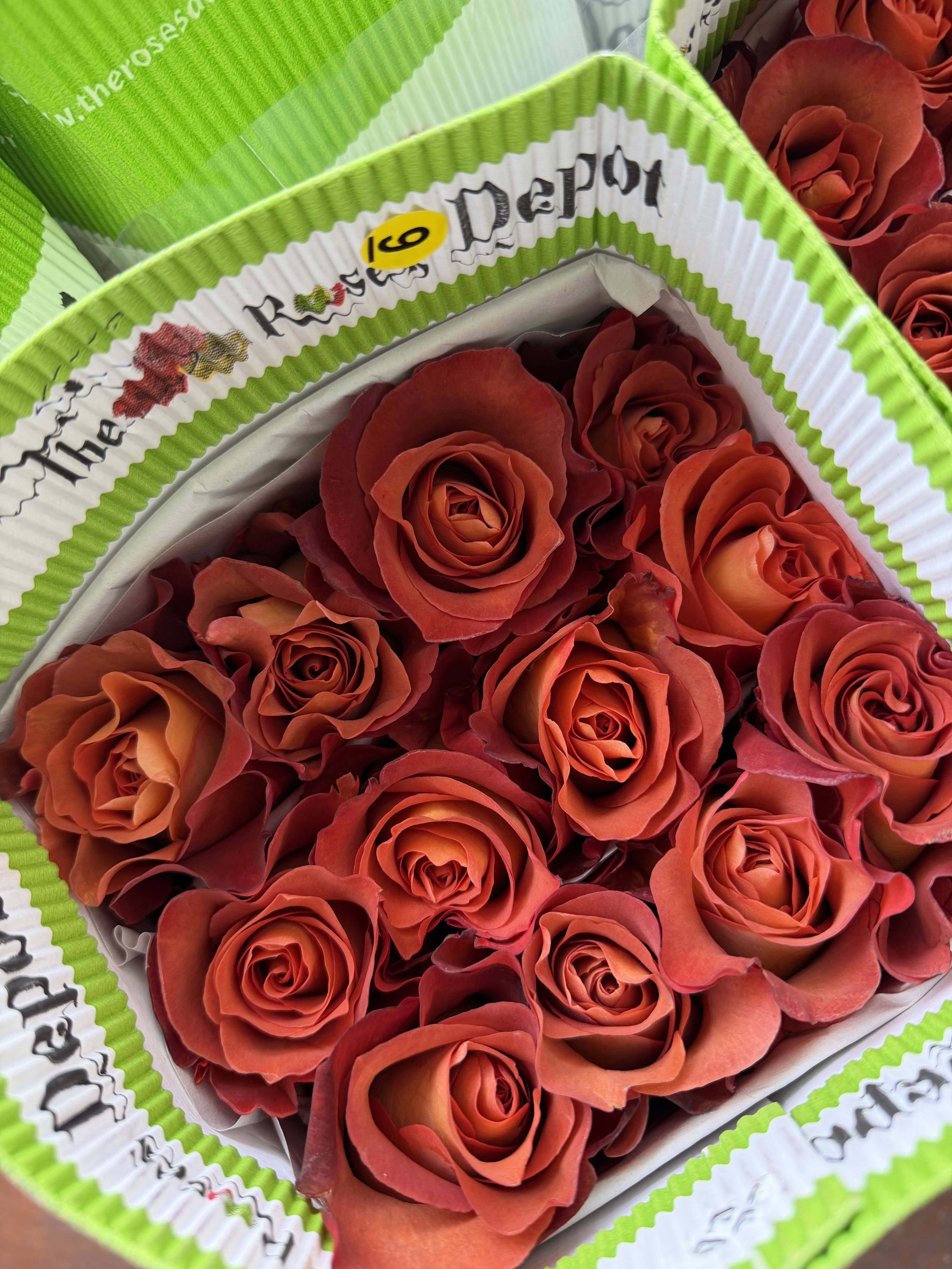 20 CHOCOLATE ROSES PACK - 20 Premium Roses, Handpicked and Imported Directly from Ecuador