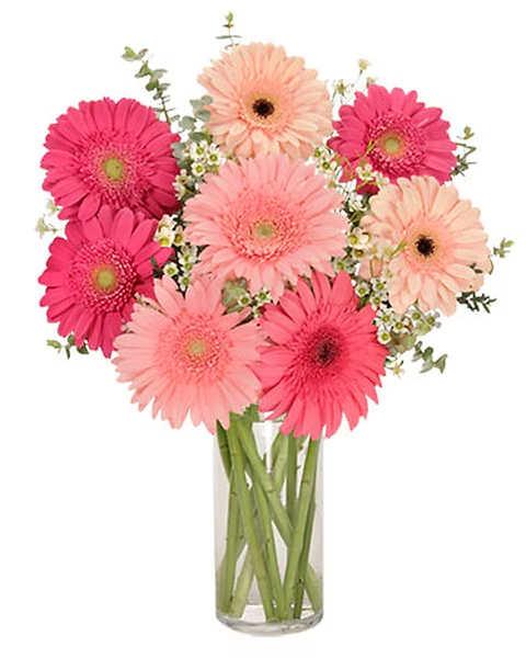 Pink and peach gerbera daisies in a clear glass vase