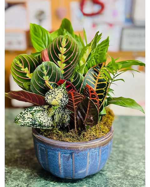 Potted croton plant in a blue ceramic bowl