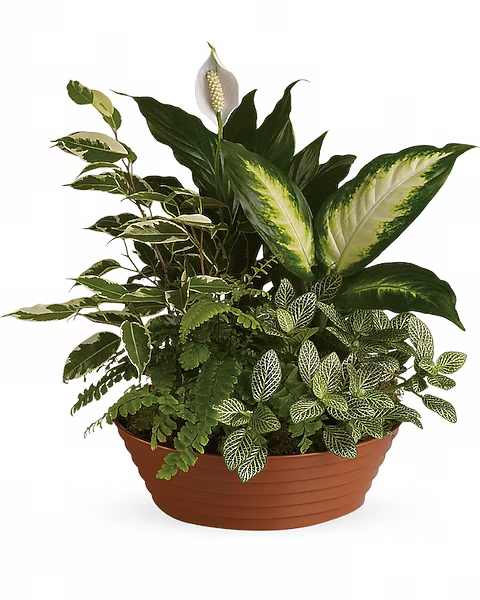 Mixed green houseplants in a shallow terracotta planter