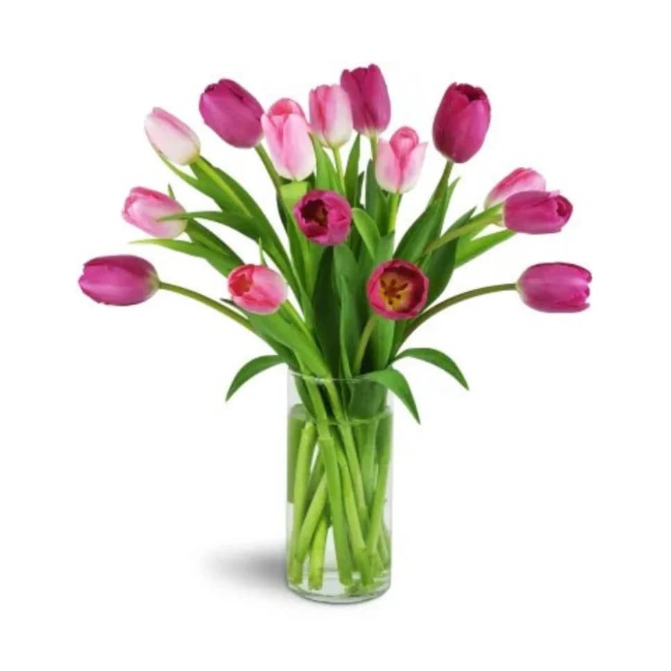 Pink and magenta tulips arranged in a clear glass vase