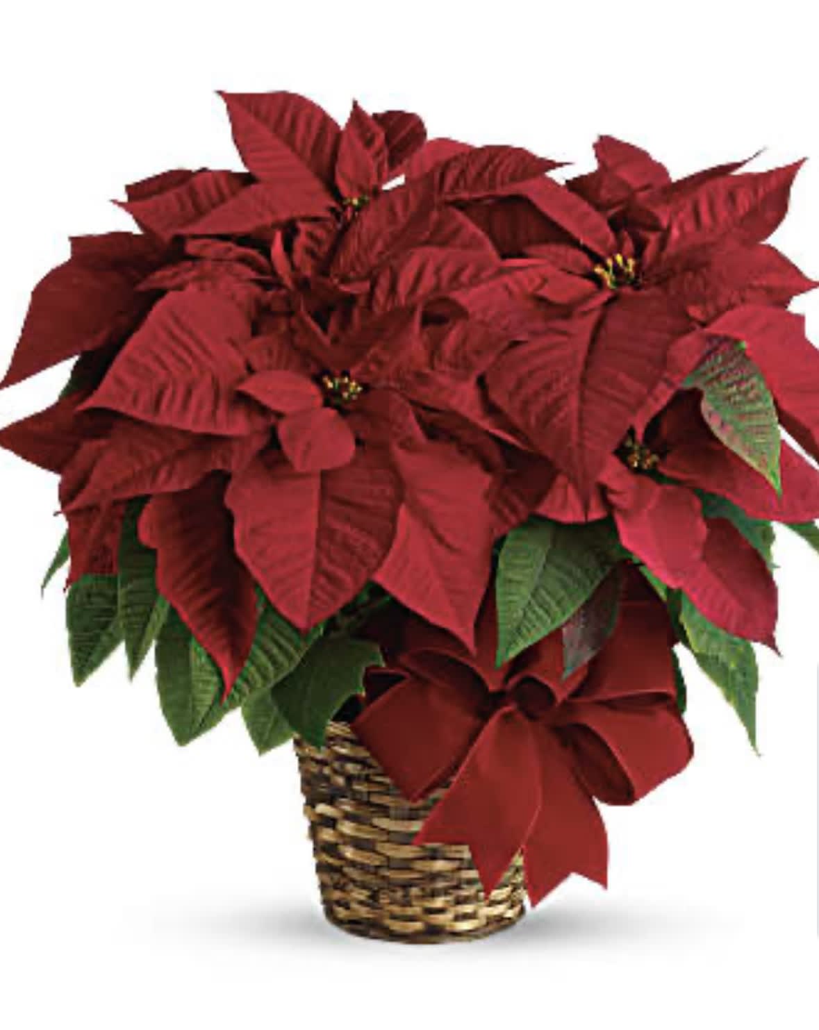 Red poinsettia plant in a woven basket with a red bow