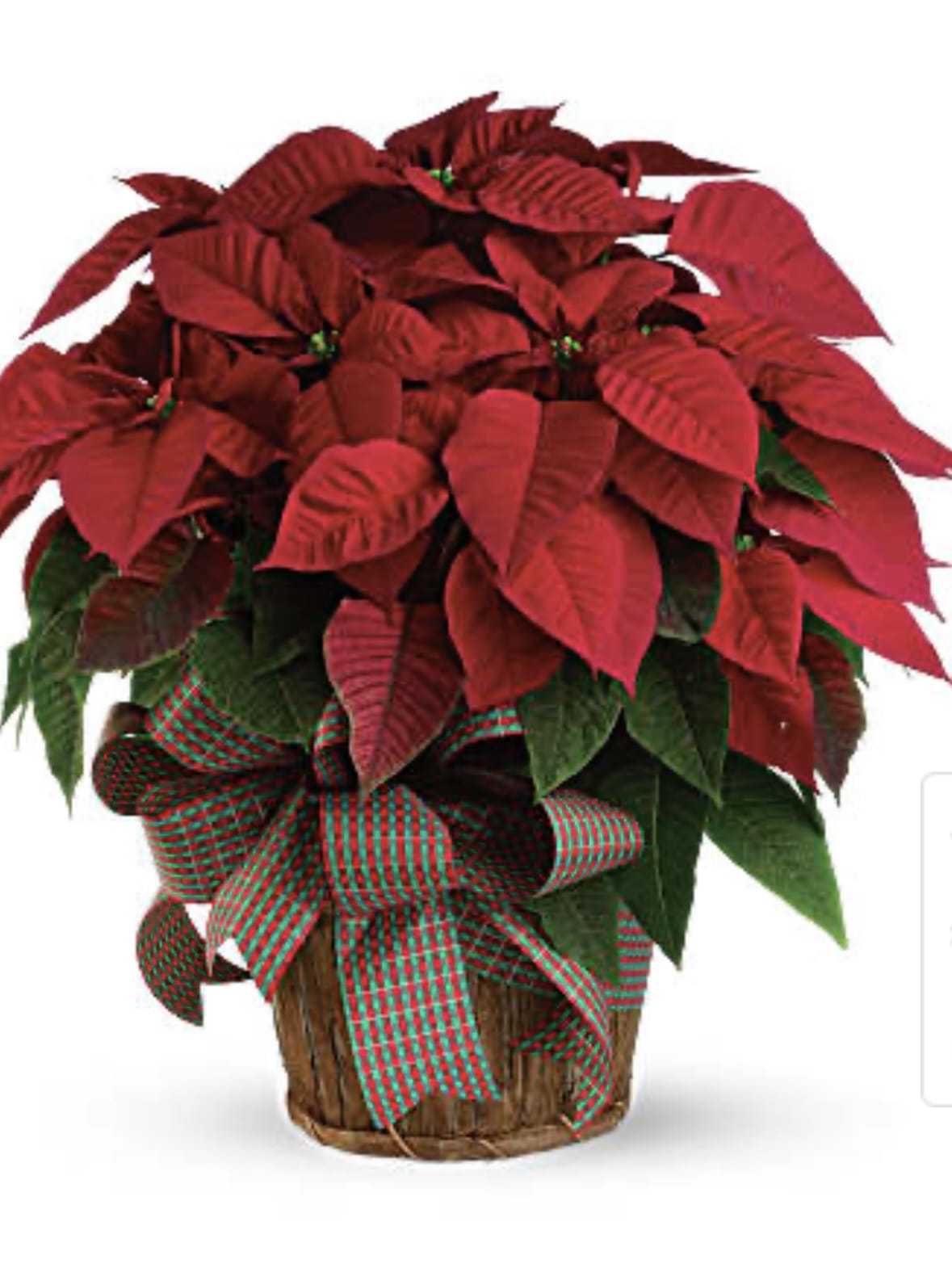 Potted poinsettia with red bracts and a plaid ribbon bow