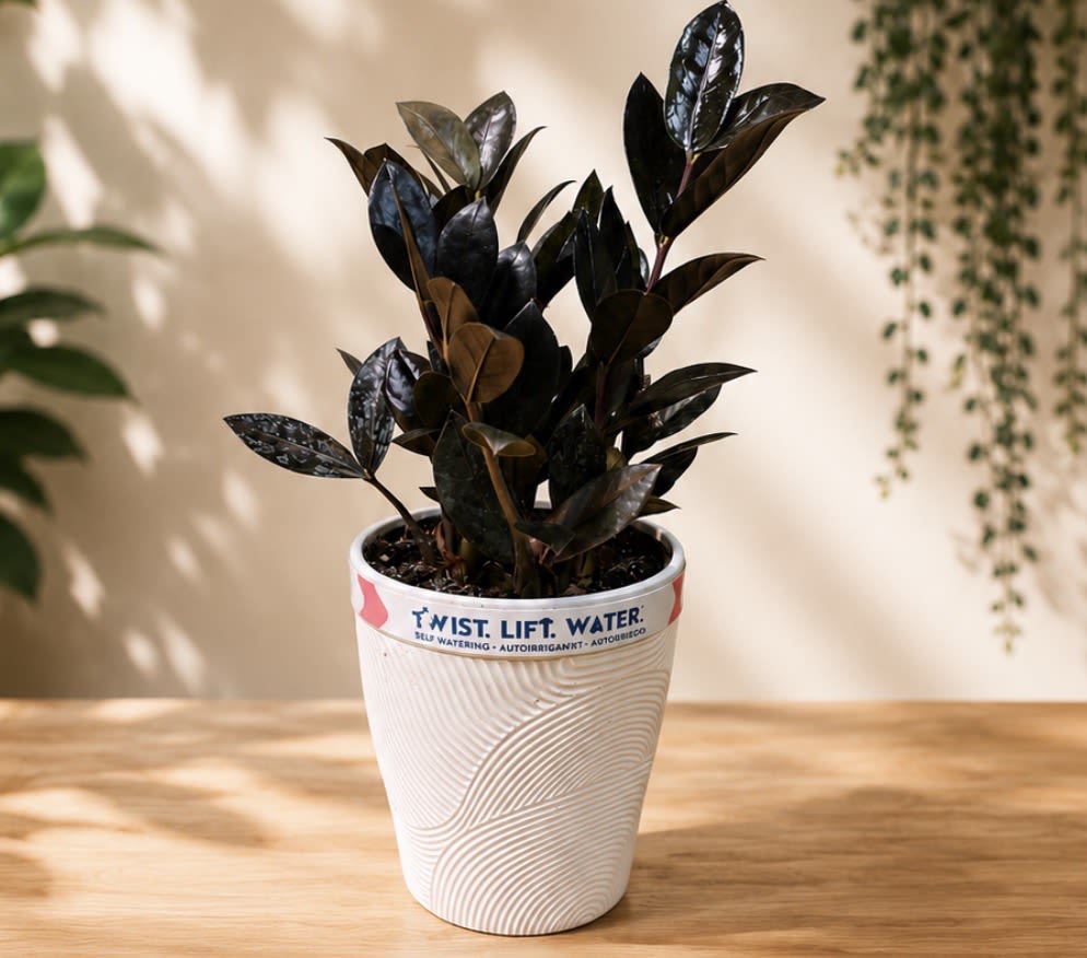 Raven ZZ Plant - A compact houseplant with dramatic, near-black glossy leaves that read as deep green under light - perfect as a modern desk plant or small decorative accent for a living room. This potted ZZ plant for gifting or home styling brings striking contrast to minimalist interiors and is especially well-suited as a thoughtful birthday, housewarming, or "thinking of you" gift that makes the recipient feel seen and cared for.  