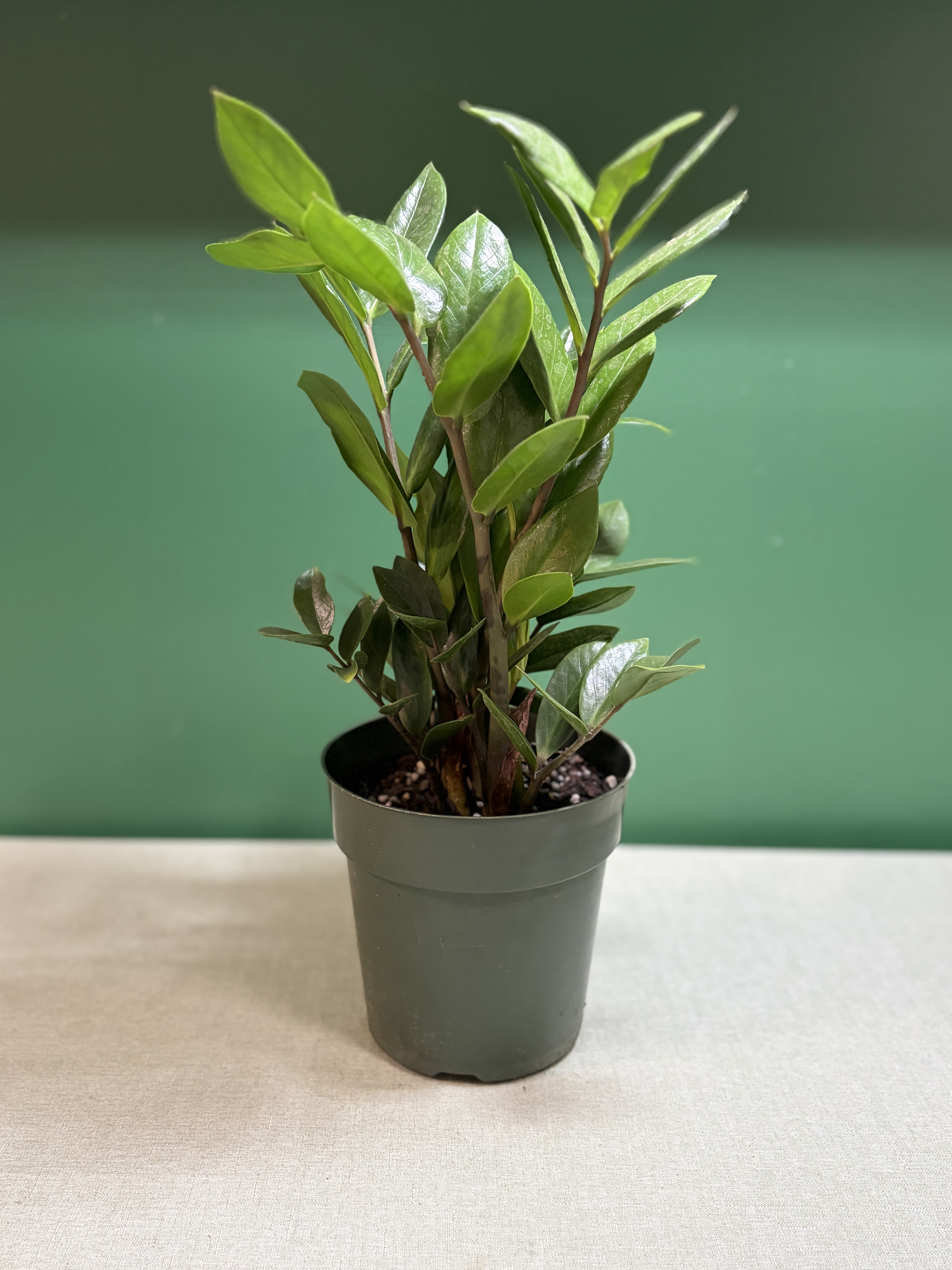 Zenzi ZZ Plant - A compact, easy-care houseplant with lush, glossy green foliage. The Zenzi ZZ Plant thrives in low to bright indirect light and requires minimal watering, making it a perfect addition to homes, offices, and indoor spaces. Its unique, upright growth habit adds a modern touch to any décor. 
