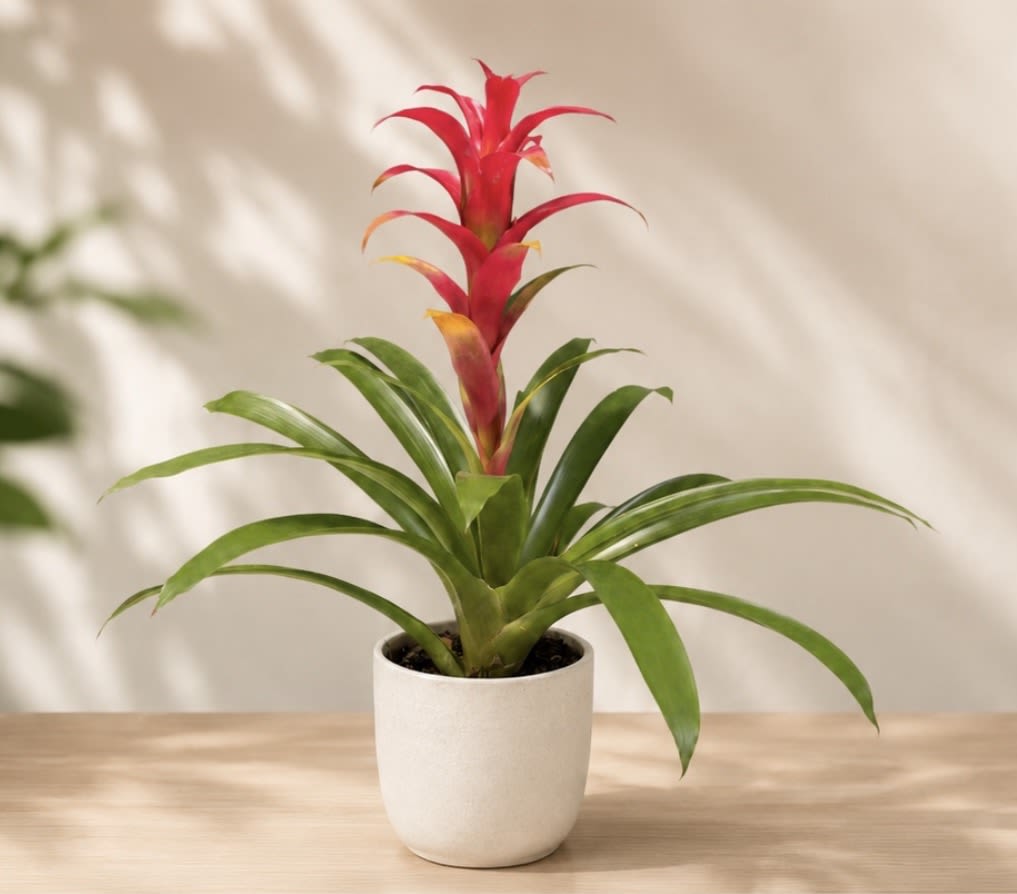 Guzmania Bromeliad - Bright and bold, this 6-inch Guzmania Bromeliad features a vibrant, long-lasting flower spike rising from a rosette of glossy green leaves. A low-maintenance houseplant that adds a pop of color to any room. Delivered in a decorative vessel and ready to display.