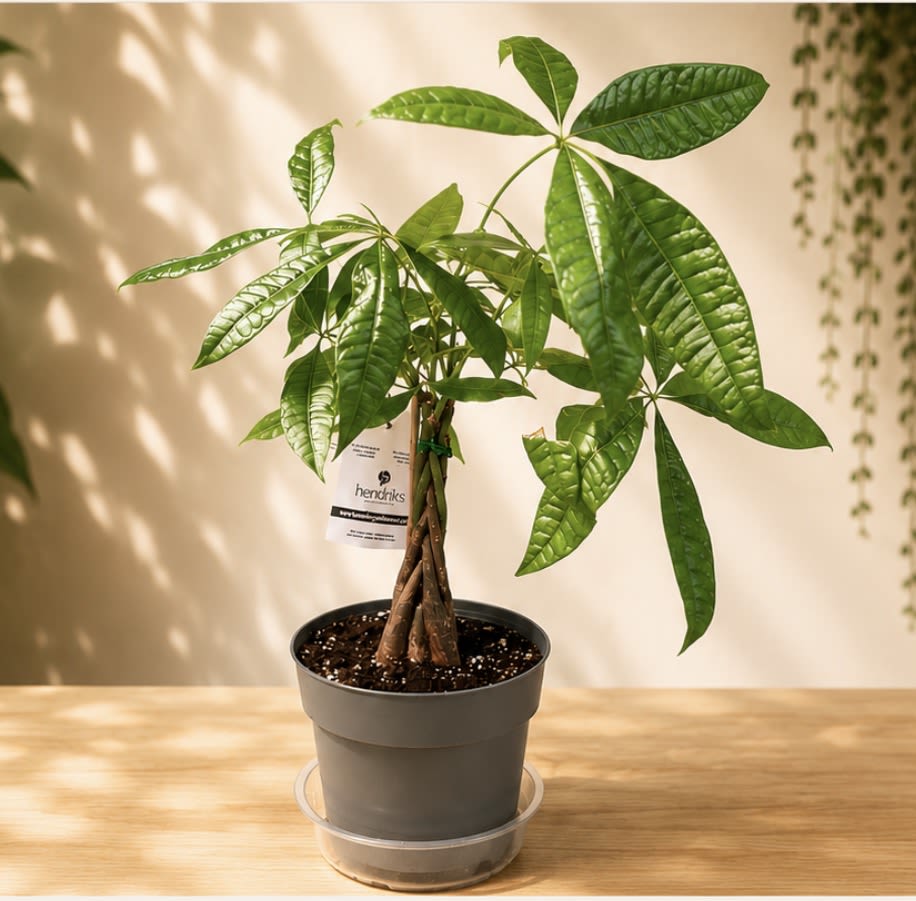 Money Tree - A beautiful Money Tree featuring a braided trunk and lush, glossy green leaves. Known as a symbol of good luck and prosperity, this easy-care indoor plant makes a wonderful addition to a home or office. Available in two sizes.