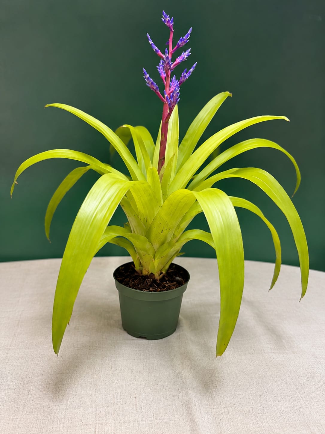 Potted bromeliad with lime-green leaves and a purple flower spike