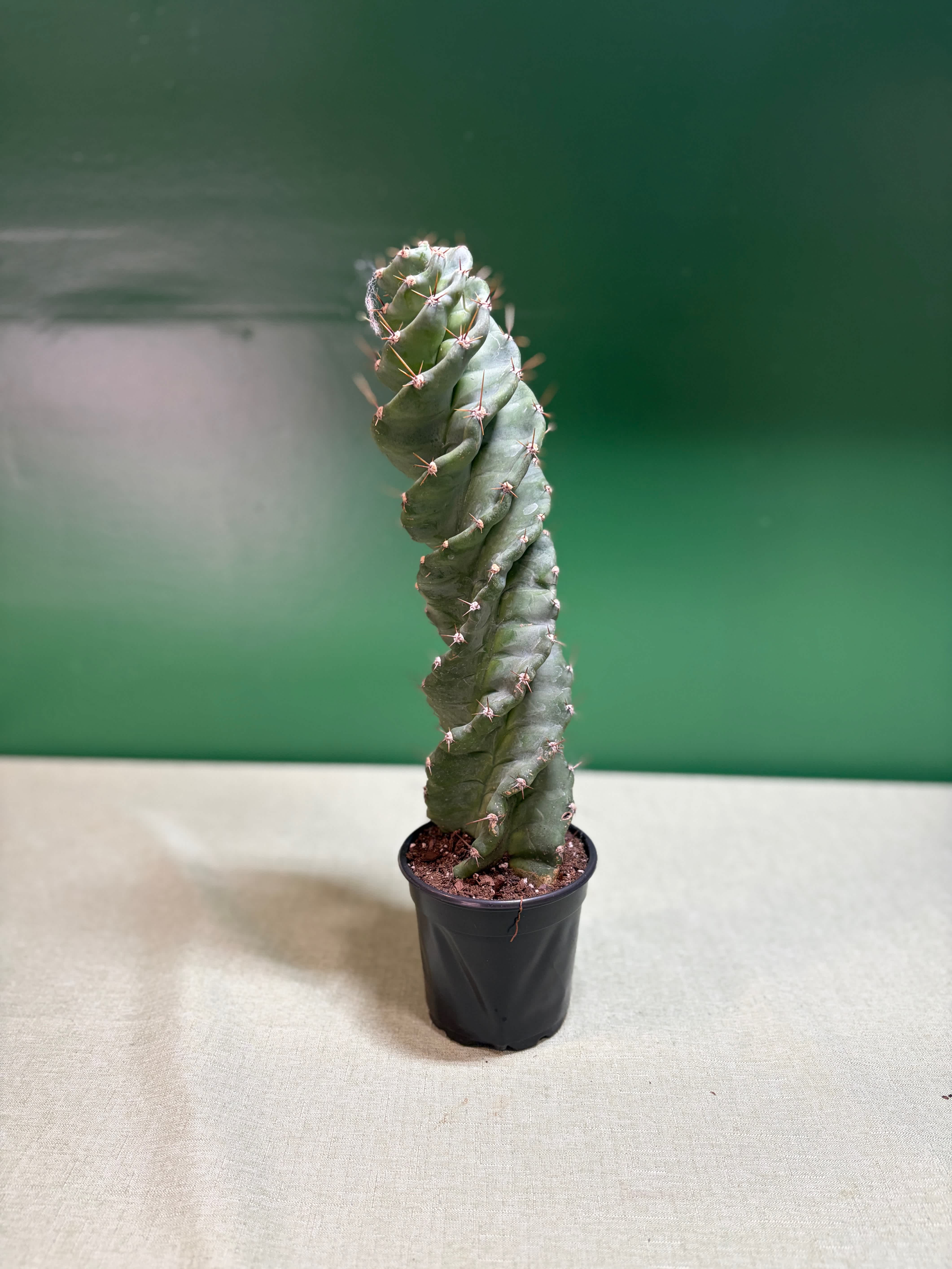 Tall twisted cactus in a small black nursery pot