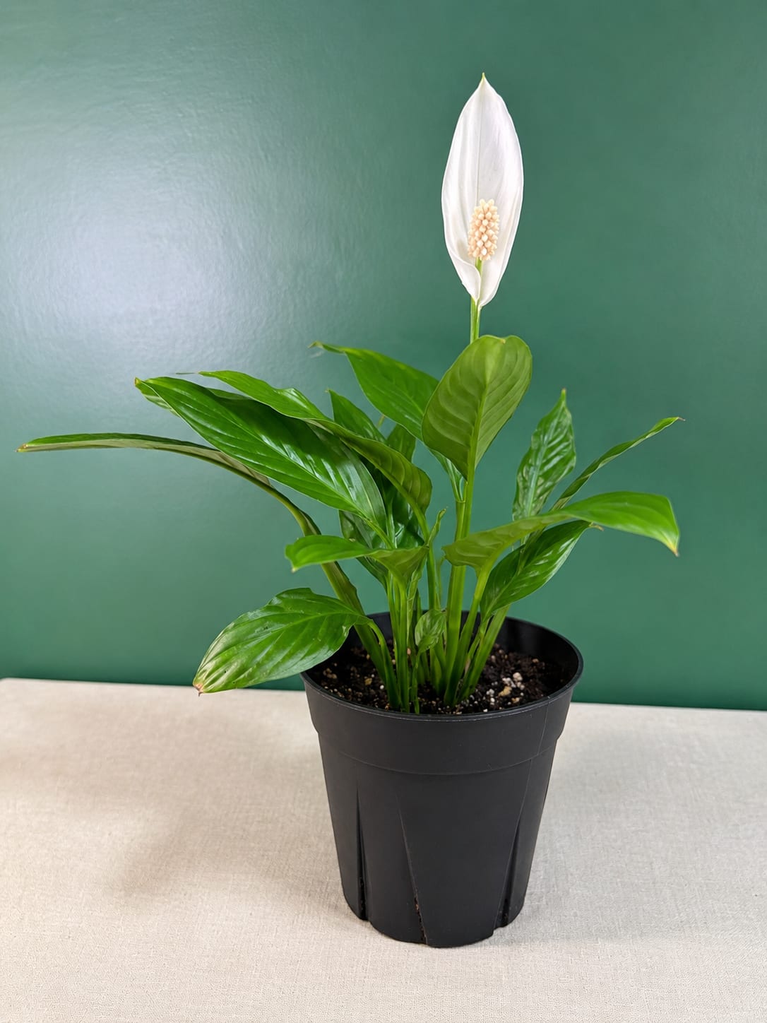 Potted peace lily plant with a white bloom in a black nursery pot