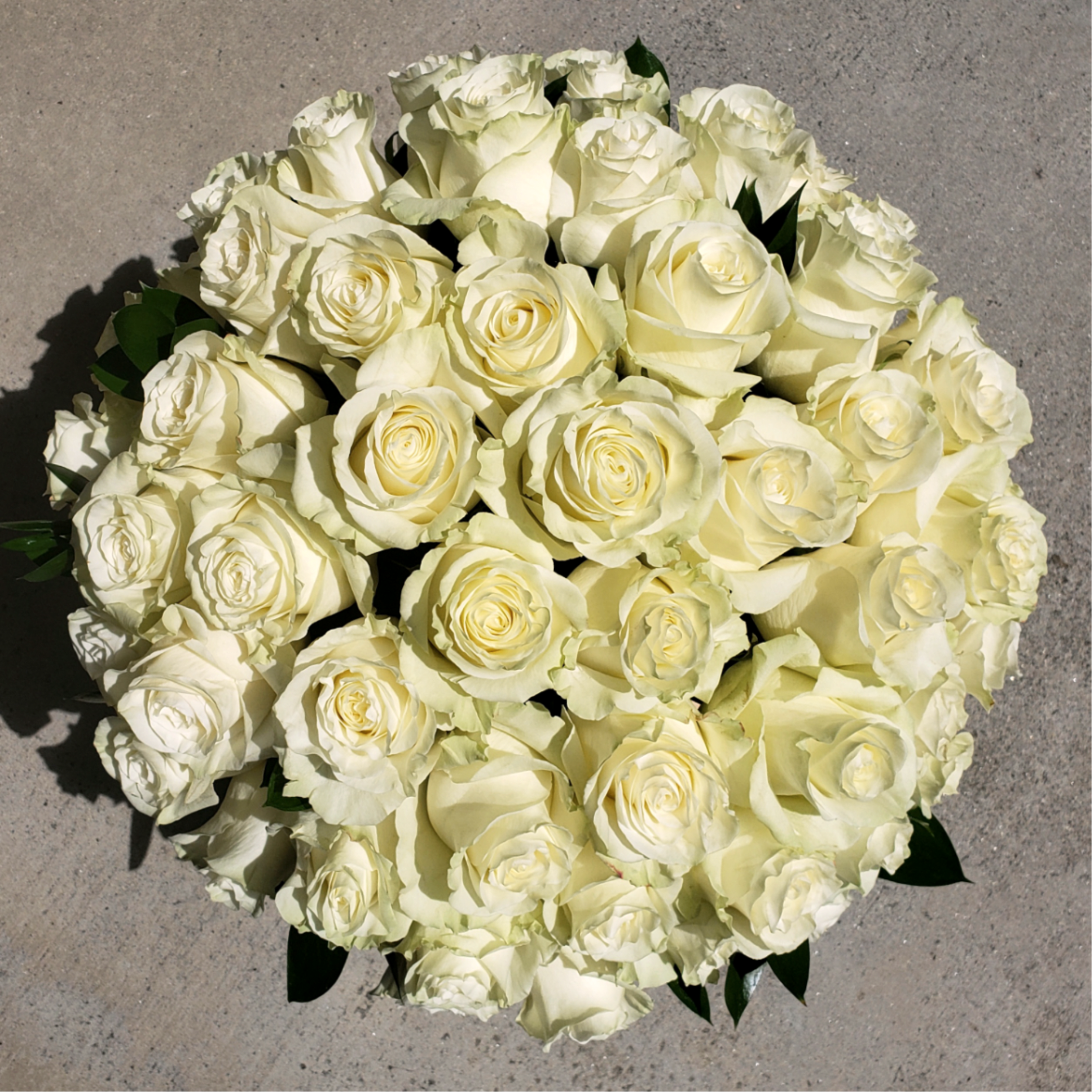 Round bouquet of white roses with dark green leaves