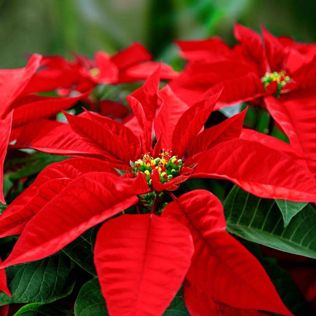 Close-up of red poinsettia blooms with dark green foliage