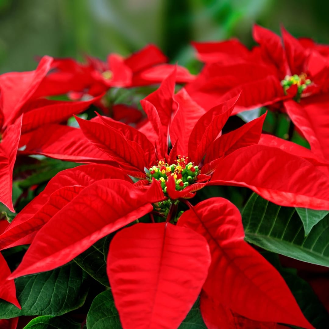 Red poinsettia blooms with dark green leaves