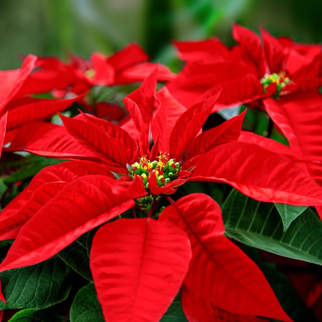 Red poinsettia blooms with dark green leaves