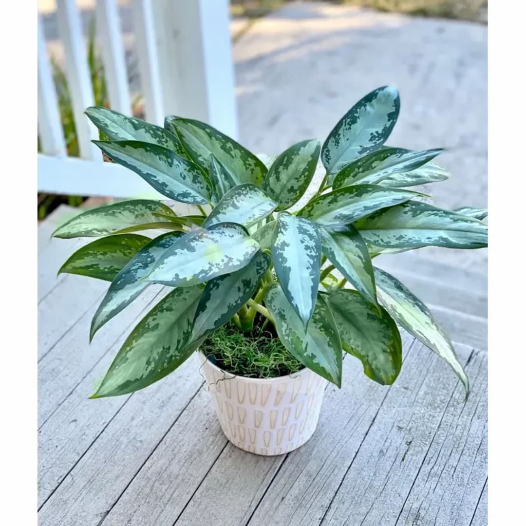 Potted green houseplant with variegated leaves in a white ceramic pot