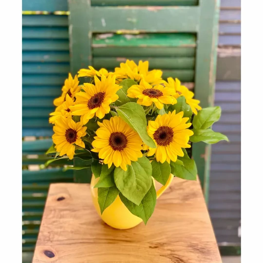 Yellow daisy-like flowers arranged in a yellow pitcher vase