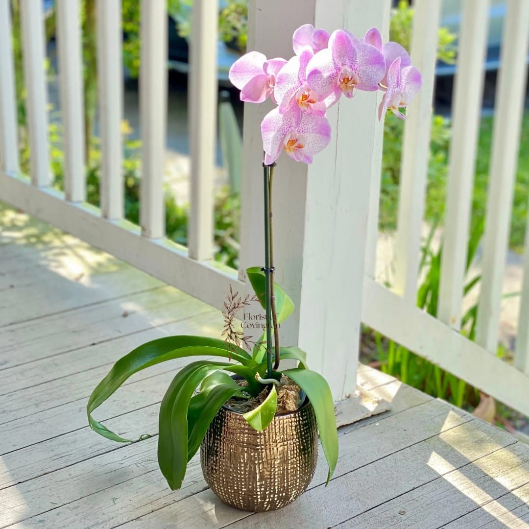 Pink orchid plant in a textured gold pot on a porch