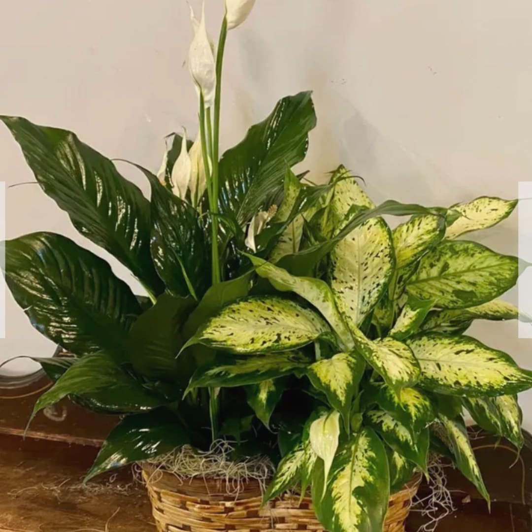 Potted peace lily and variegated foliage in a woven basket