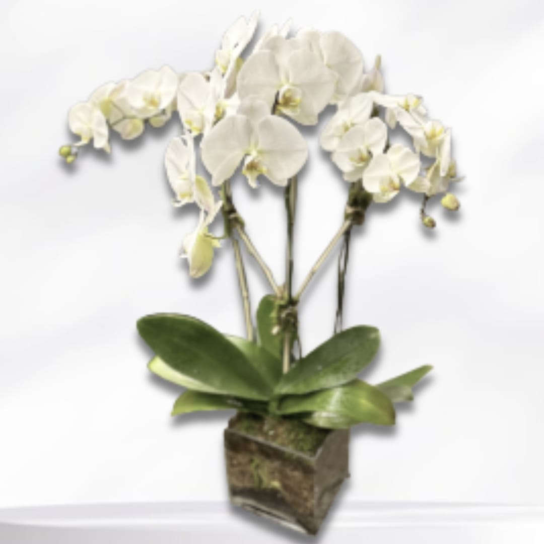 White orchid arrangement in a square glass vase