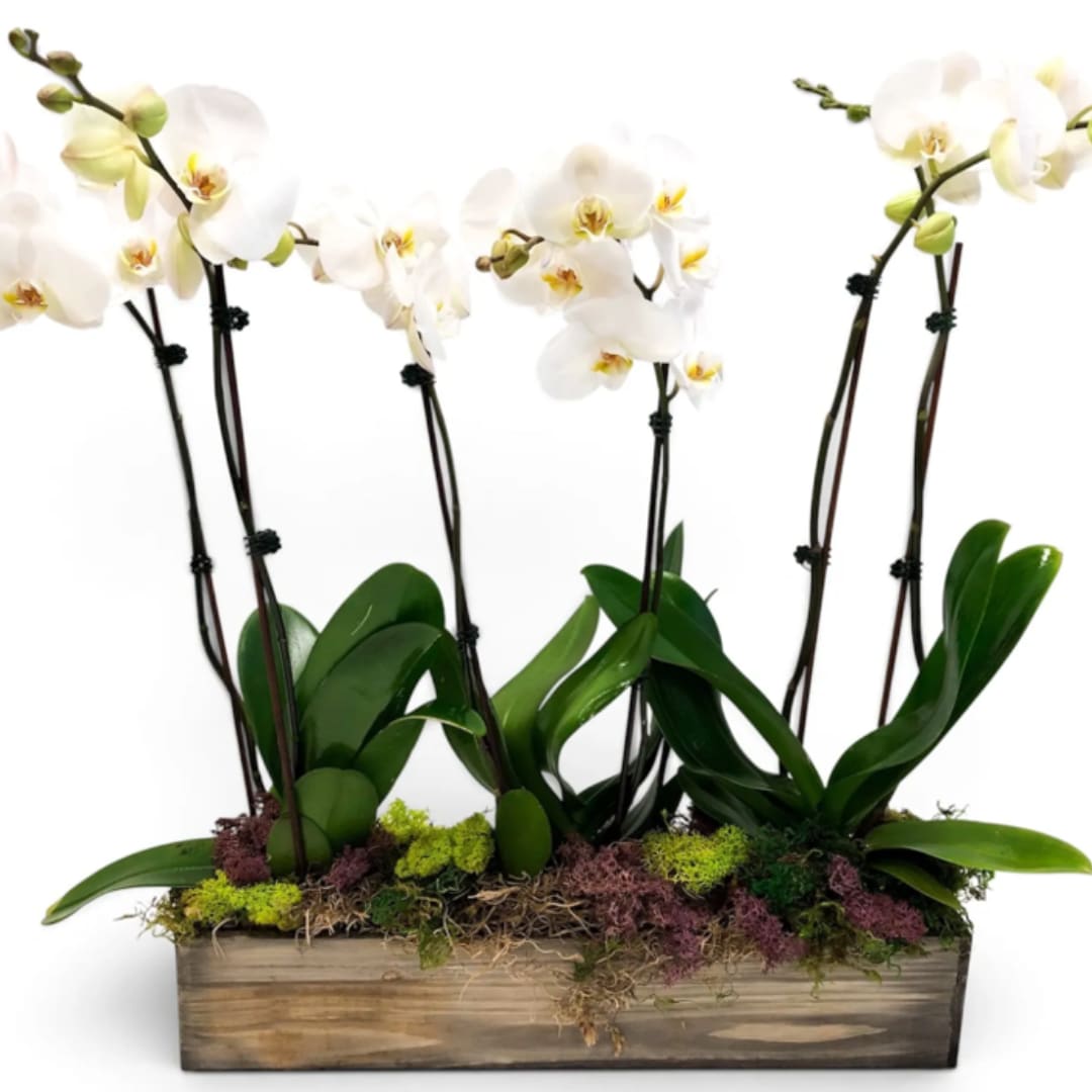 White orchid arrangement in a rectangular wooden planter