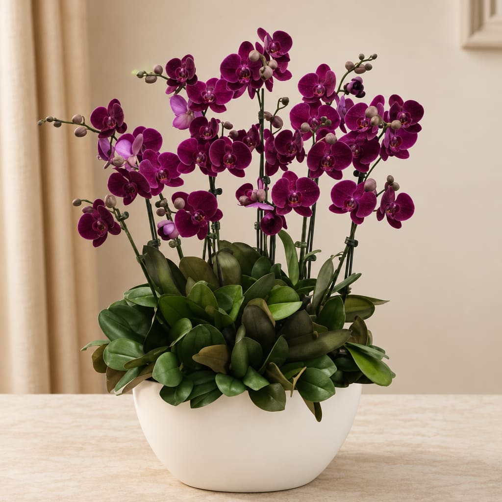 Purple orchids in a white bowl planter