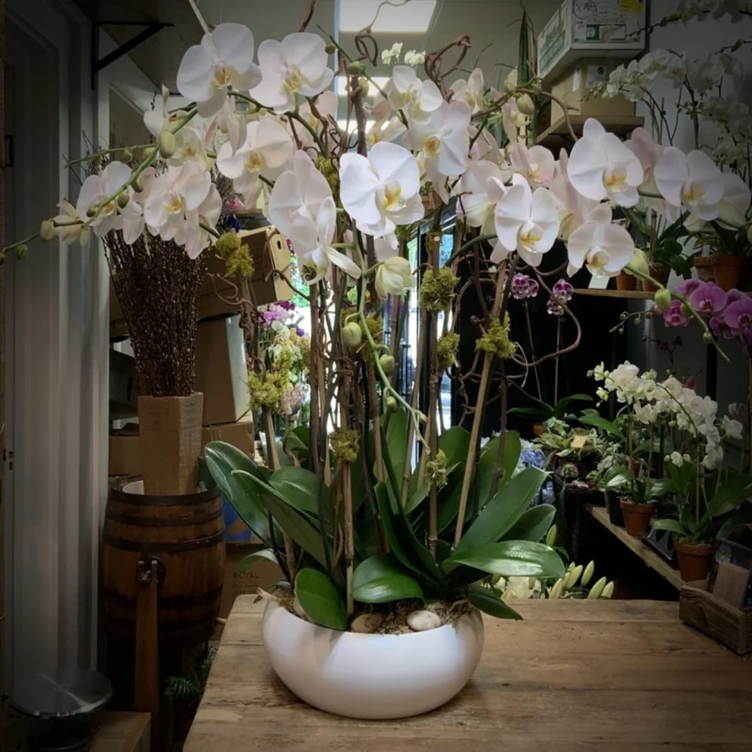 White orchid arrangement in a round white bowl planter