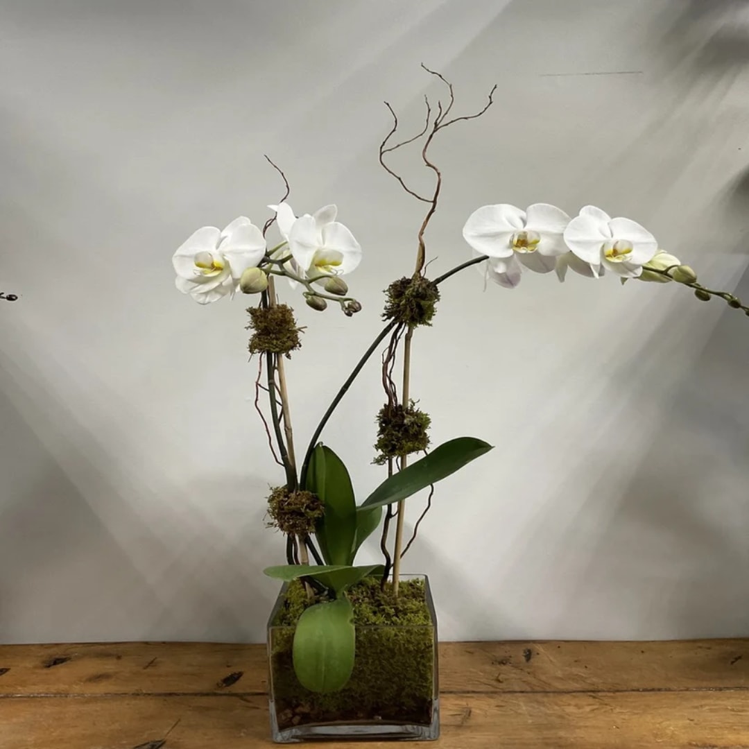 White orchid arrangement in a square glass vase with moss and branches