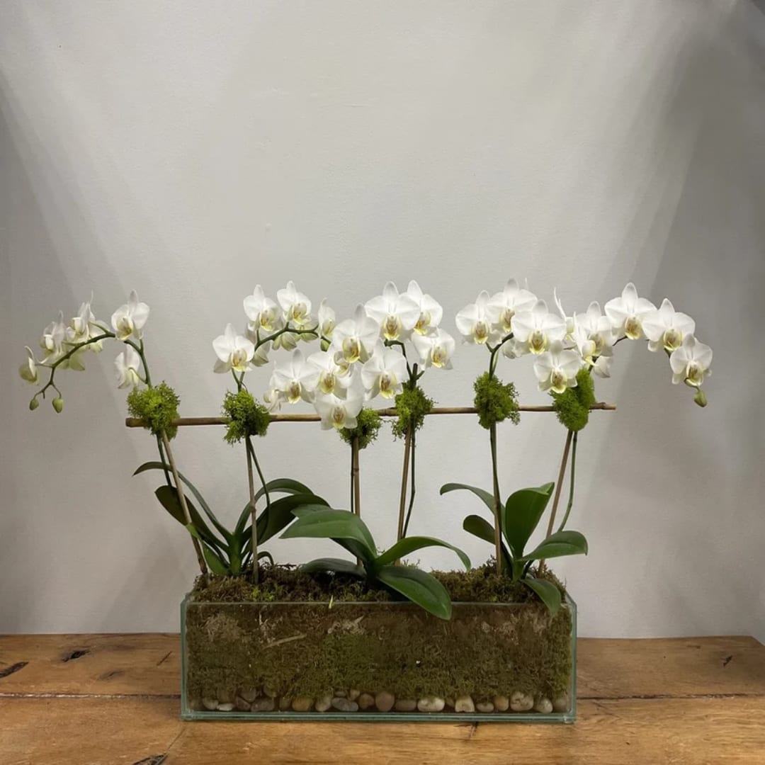 White orchids arranged in a rectangular glass planter with moss