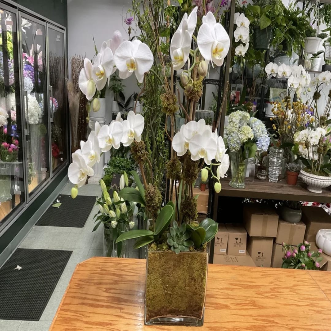 Tall white orchid arrangement in a square glass vase on a wooden table