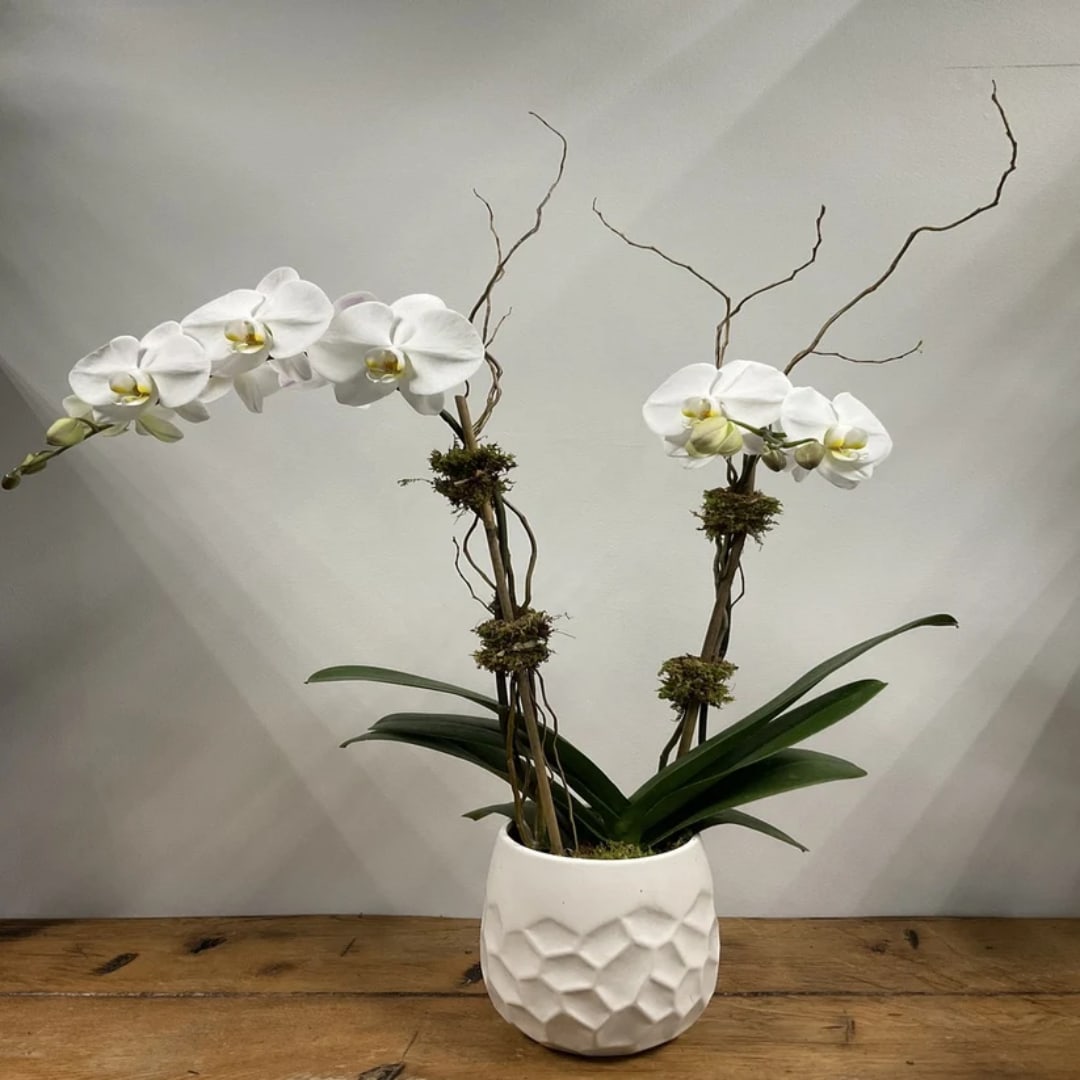 White orchid arrangement in a textured white pot with bare branches