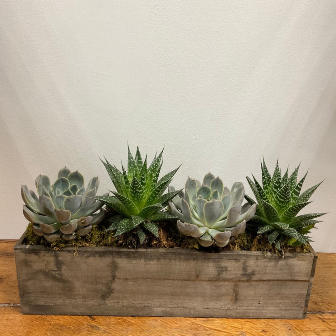 Succulent arrangement in a rectangular wooden planter