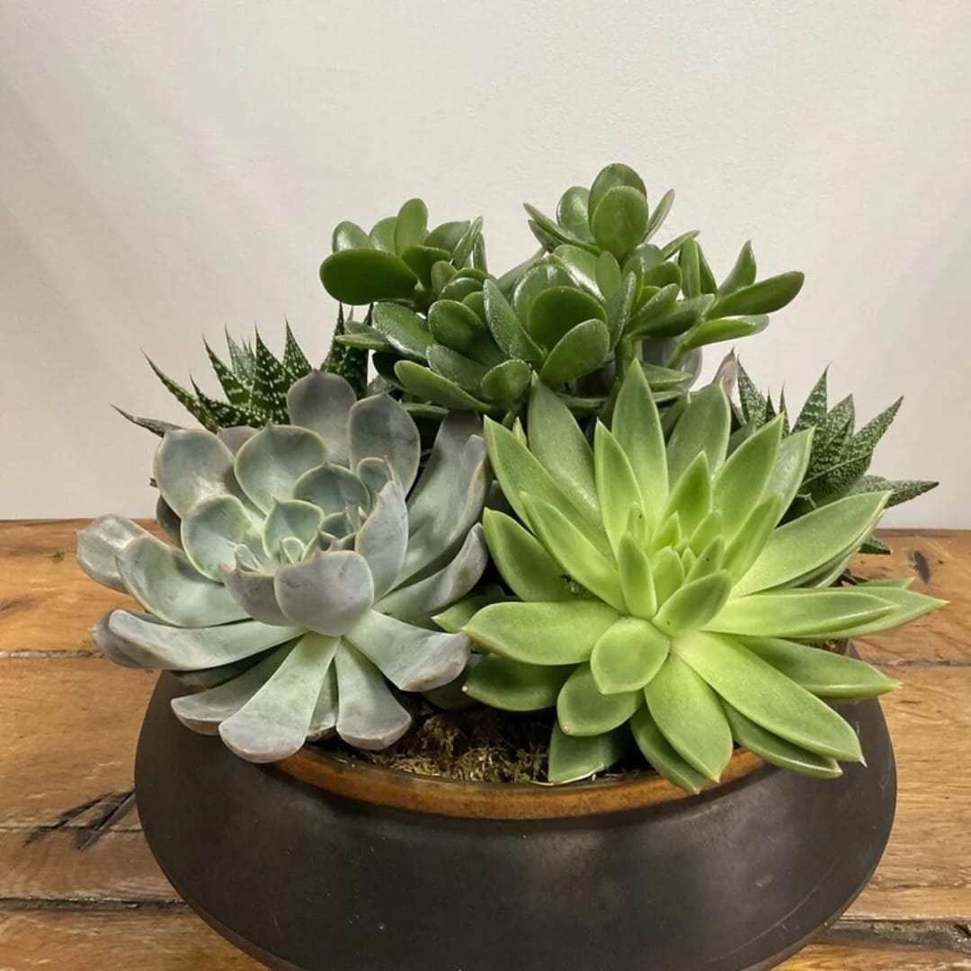 Succulent arrangement in a low round planter on a wooden table