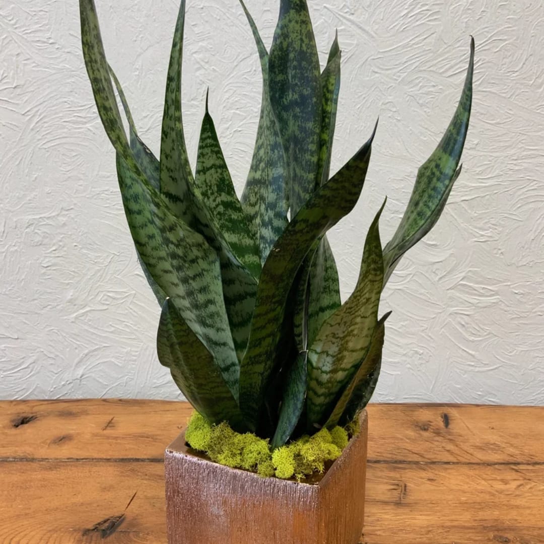 Potted snake plant in a square wooden container