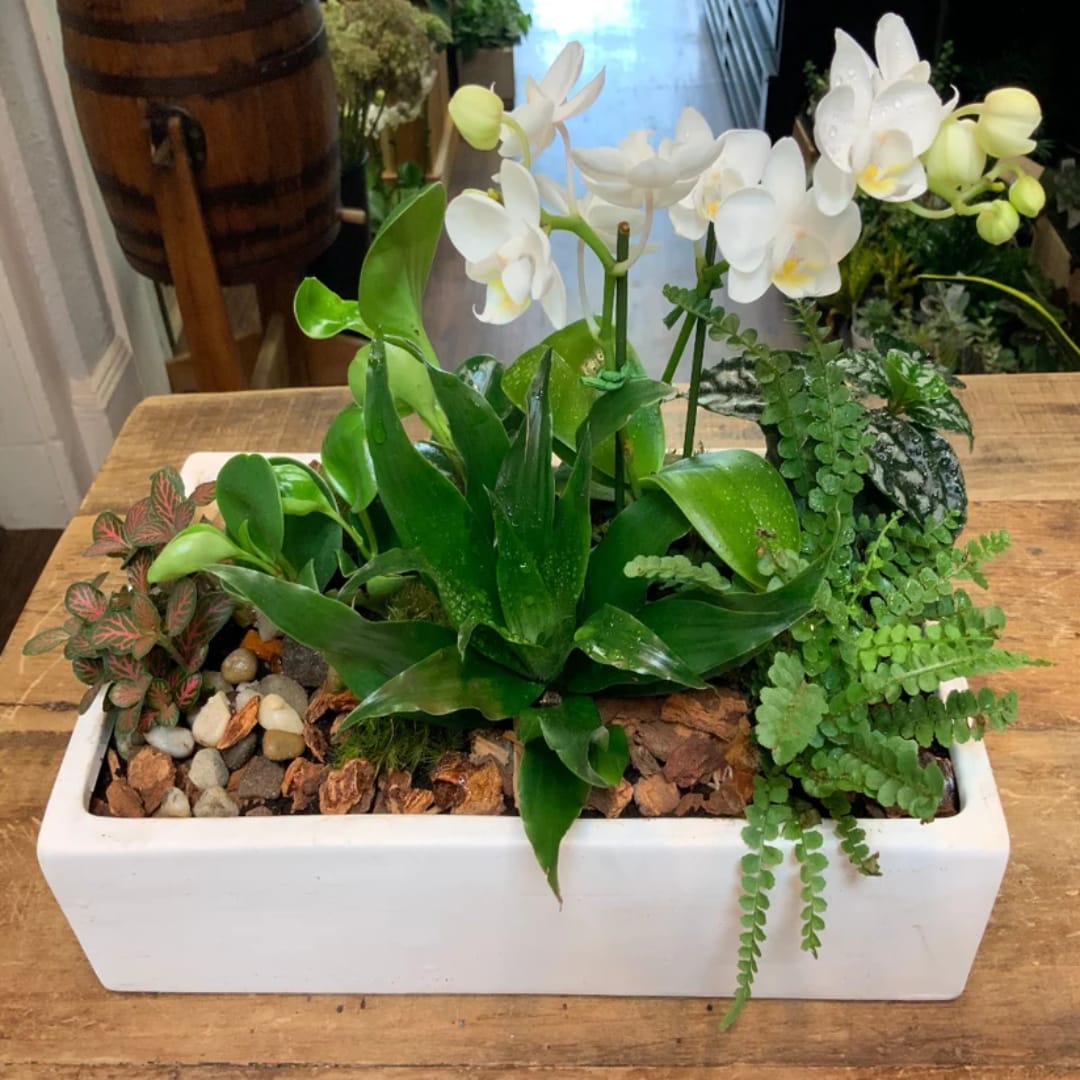 White orchids in a rectangular planter with assorted green plants