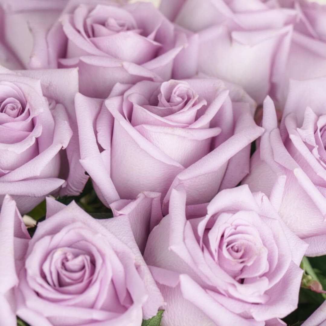 Close-up of pale lavender roses clustered together