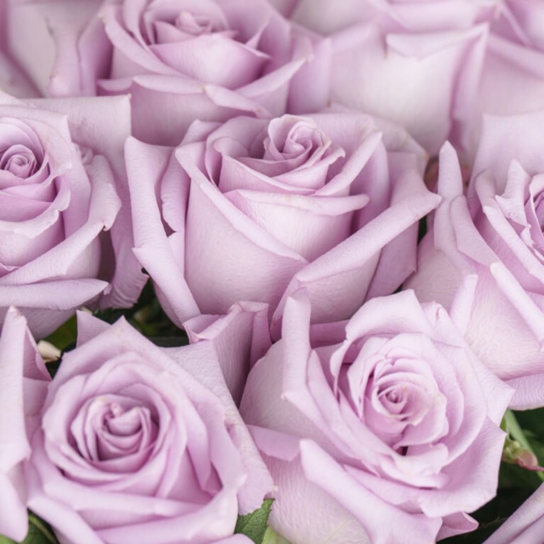 Close-up of pale lavender roses clustered together
